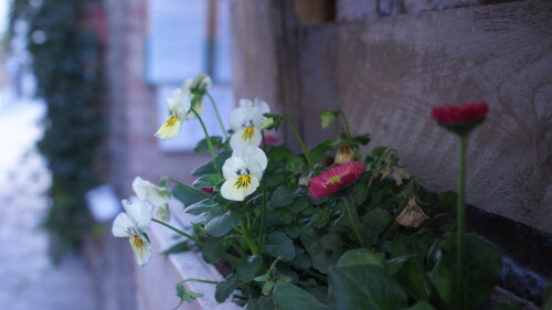 DSC00315.jpg