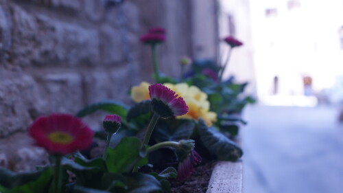 DSC00316.jpg
