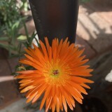 JPEG-image-116
